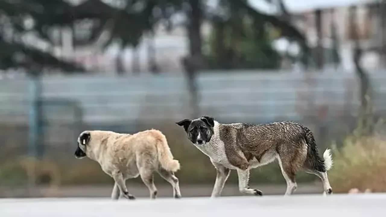 Foto - O şehirde sahipsiz hayvanların sokaklarda beslenmesi yasaklandı!