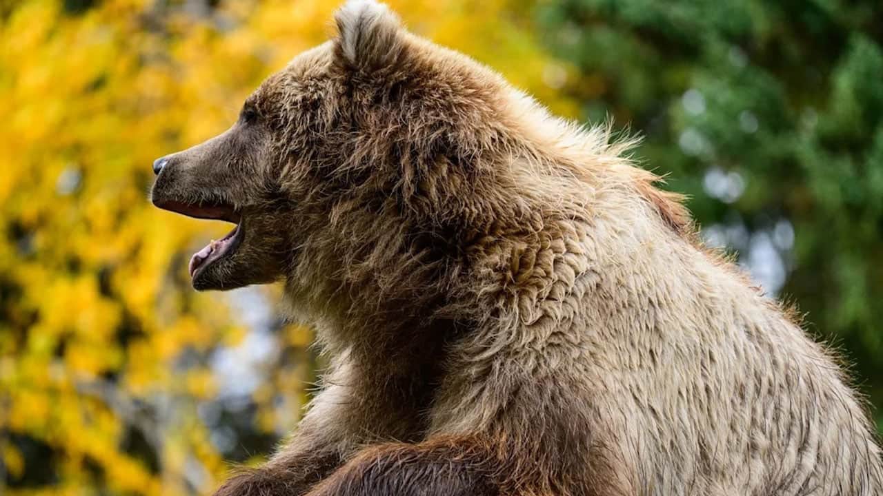 Foto - O ülkede dehşet yaşanıyor... Ormandan çıkıp yerleşimlere indiler! Ayı saldırılarında sadece bu ay 7 kişi öldü 