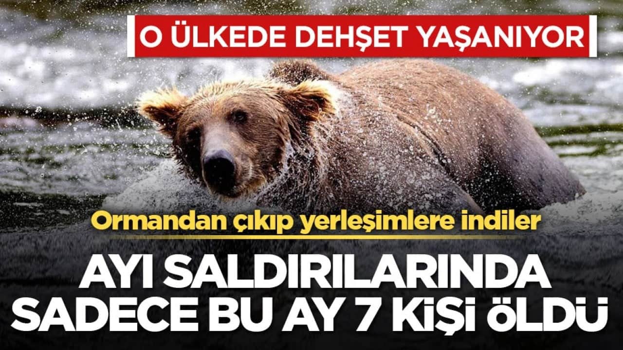 O ülkede dehşet yaşanıyor... Ormandan çıkıp yerleşimlere indiler! Ayı saldırılarında sadece bu ay 7 kişi öldü 