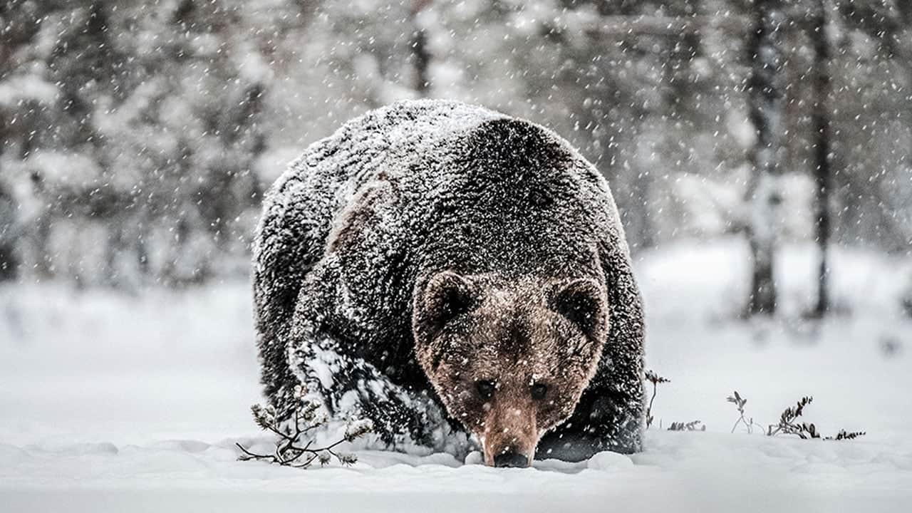 Foto - O ülkede dehşet yaşanıyor... Ormandan çıkıp yerleşimlere indiler! Ayı saldırılarında sadece bu ay 7 kişi öldü 