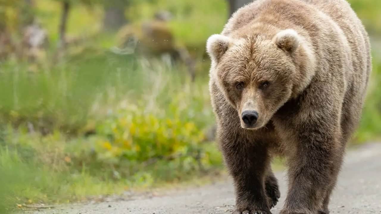 Foto - O ülkede dehşet yaşanıyor... Ormandan çıkıp yerleşimlere indiler! Ayı saldırılarında sadece bu ay 7 kişi öldü 