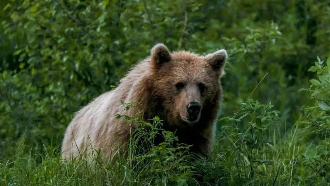 Foto - O ülkede dehşet yaşanıyor... Ormandan çıkıp yerleşimlere indiler! Ayı saldırılarında sadece bu ay 7 kişi öldü 