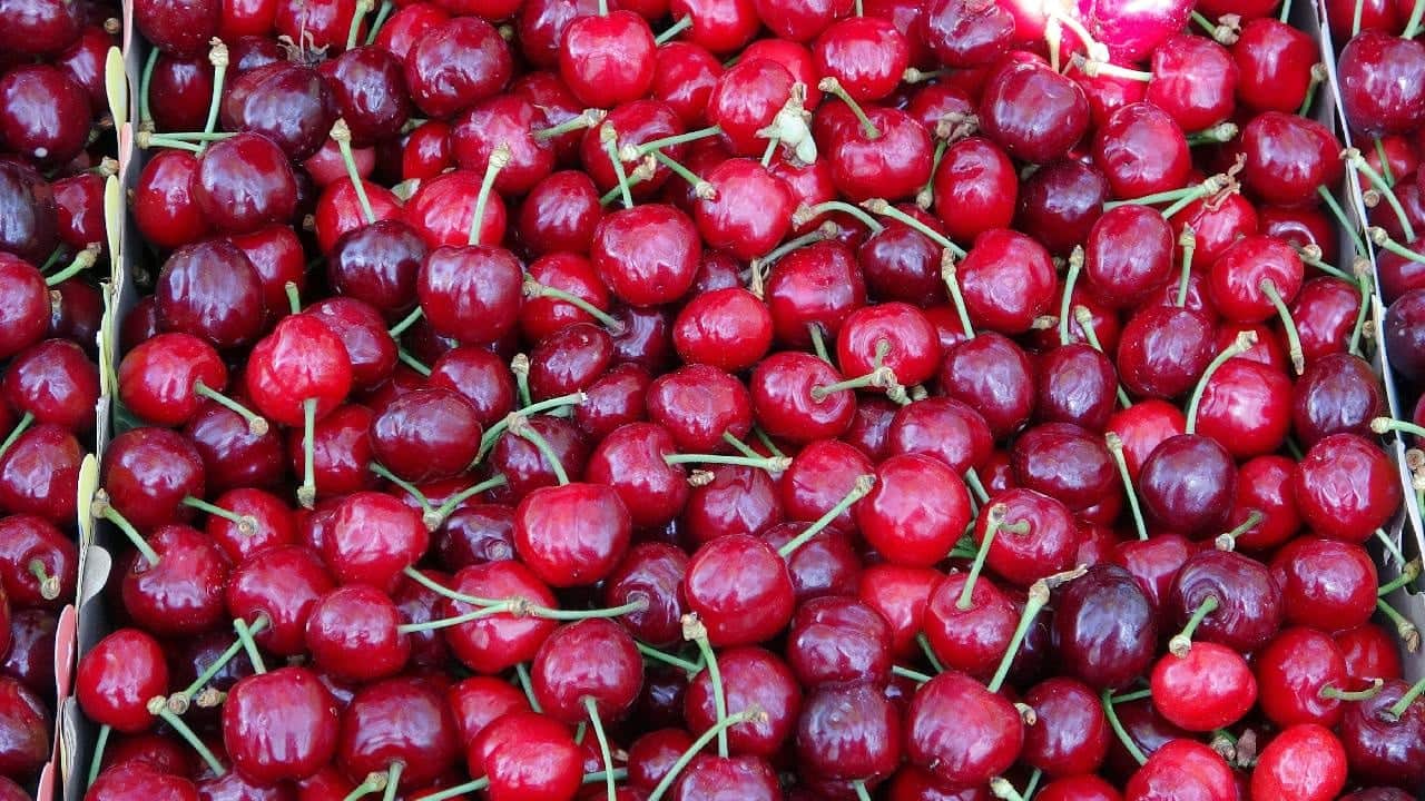 Olgunlaşan kirazlar toplanıyor: En çok tüketilen meyve, C vitamini deposu