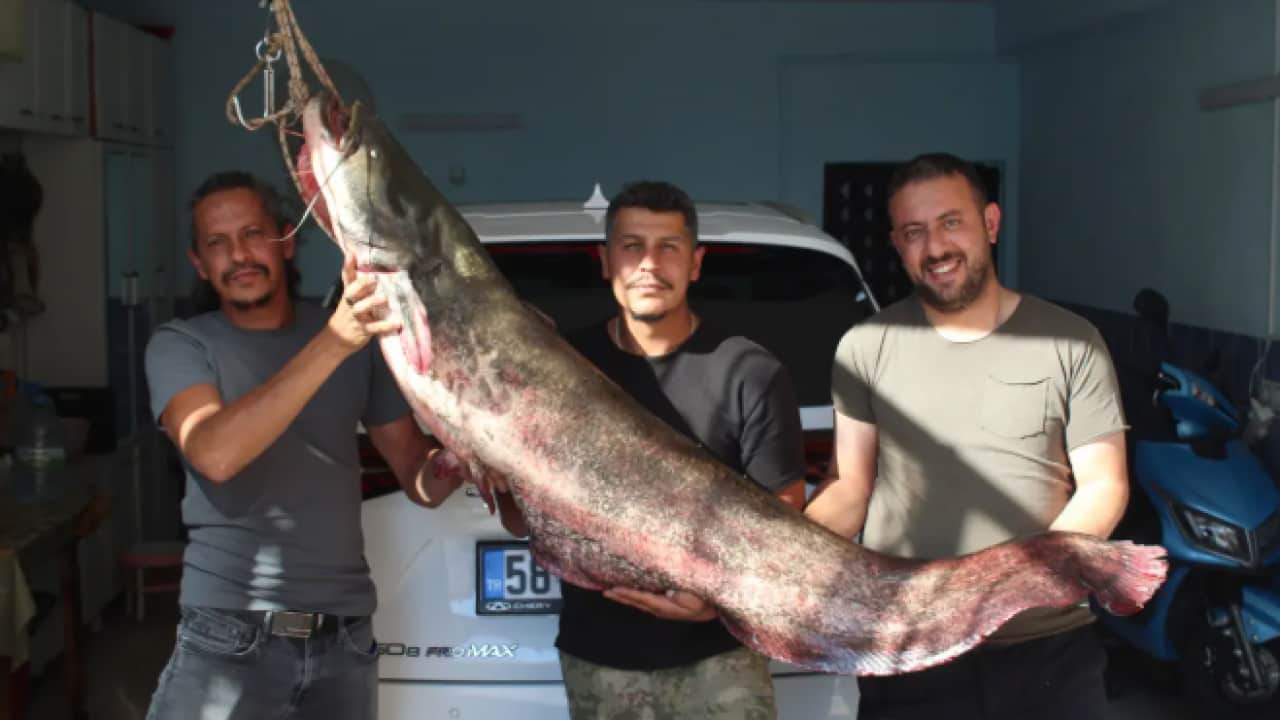 Oltaya takılanı görünce sevinçten dört köşe oldu!