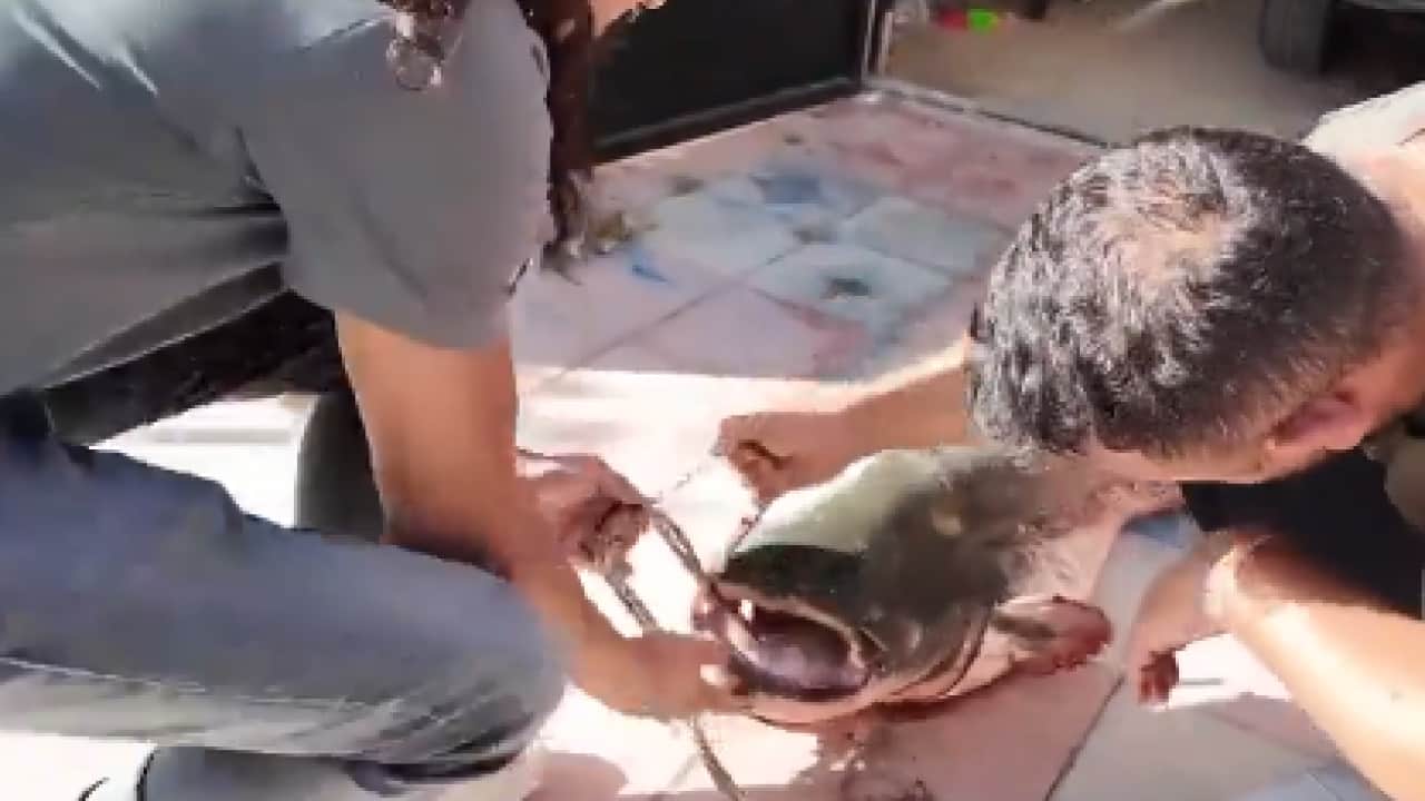 Foto - Oltaya takılanı görünce sevinçten dört köşe oldu!