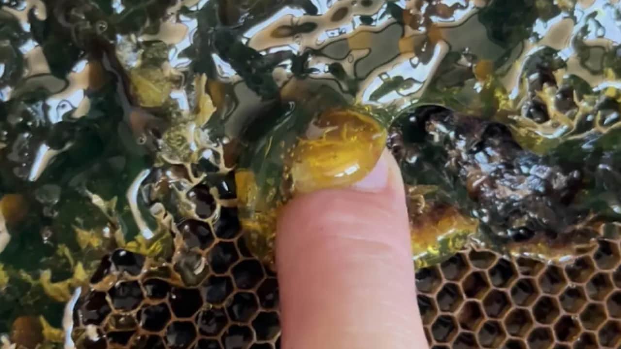 Foto - Öncekilere hiç benzemiyor: Petekten çıkan balı görenler inanamadı!