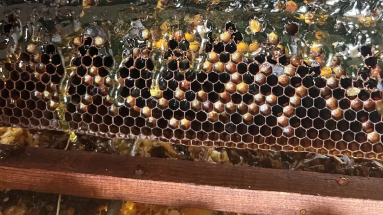 Foto - Öncekilere hiç benzemiyor: Petekten çıkan balı görenler inanamadı!