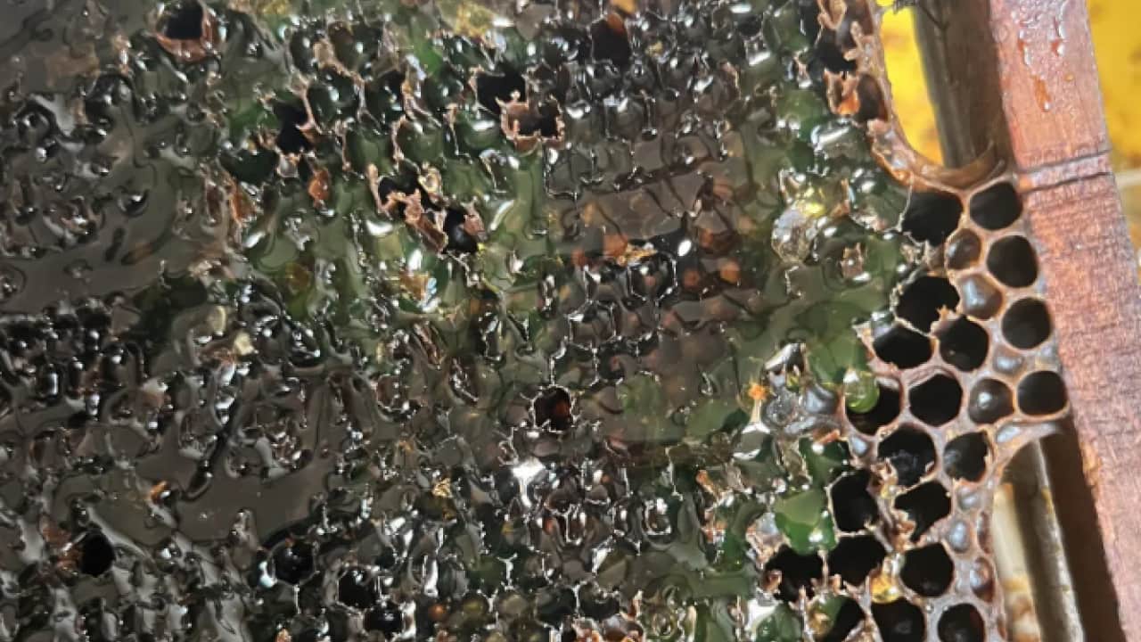 Foto - Öncekilere hiç benzemiyor: Petekten çıkan balı görenler inanamadı!