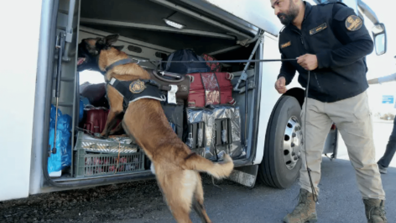 Foto - Ondan bir şey gizlenmiyor: Burnuyla hepsini tek tek ortaya çıkarıyor!