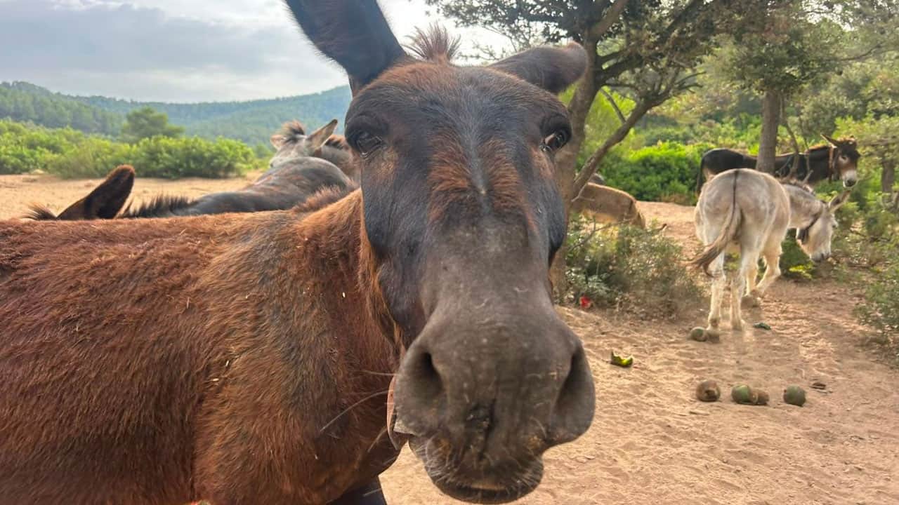 Foto - Orman yangınlarına karşı eşekleri görevlendirdiler! 9 yıldır yangın çıkmadı