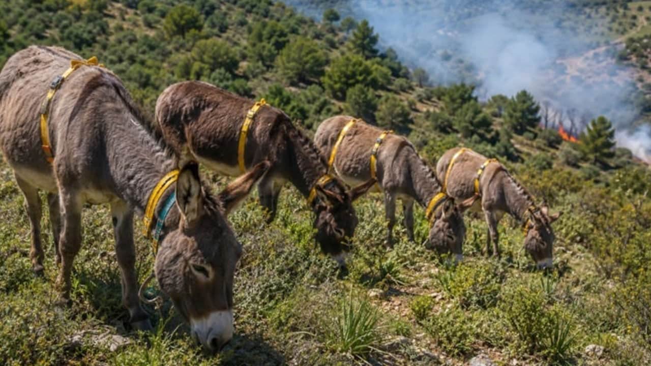 Foto - Orman yangınlarına karşı eşekleri görevlendirdiler! 9 yıldır yangın çıkmadı