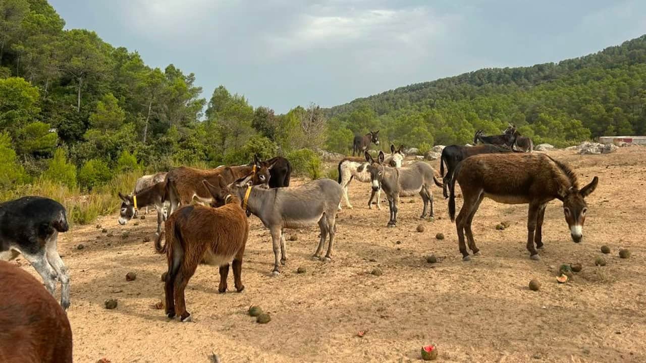 Foto - Orman yangınlarına karşı eşekleri görevlendirdiler! 9 yıldır yangın çıkmadı