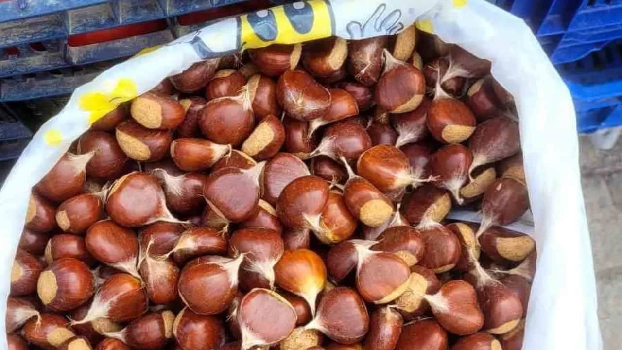 Foto - Ormanların altın madeni gibi! Kilosu 900 lirayı gören o lezzeti toplayanlar köşeyi dönüyor