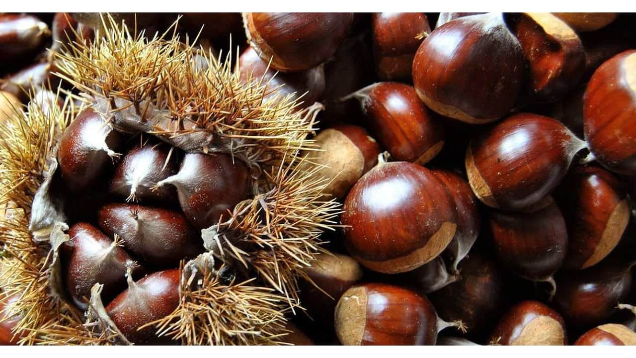 Foto - Ormanların altın madeni gibi! Kilosu 900 lirayı gören o lezzeti toplayanlar köşeyi dönüyor