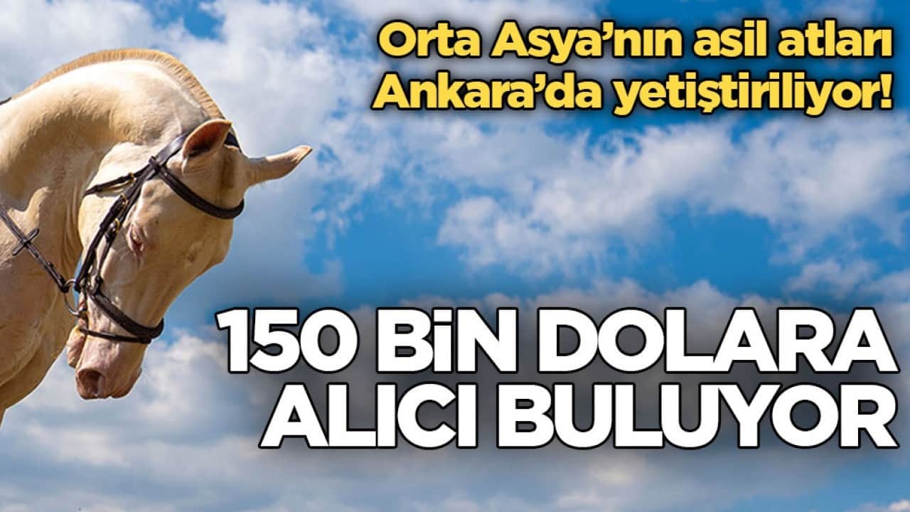 Orta Asya’nın asil atları Ankara’da yetiştiriliyor! 150 bin dolara alıcı buluyor