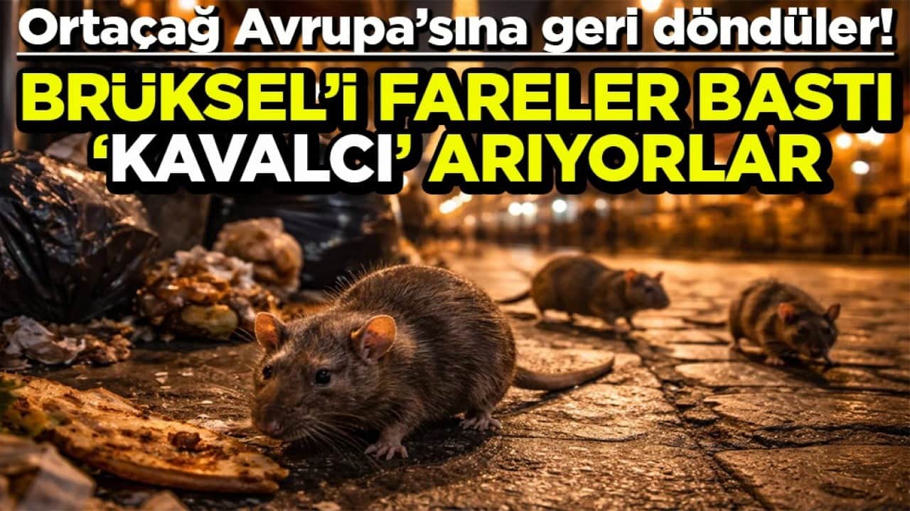 Ortaçağ Avrupa’sına geri döndüler! Brüksel’i fareler bastı Kavalcı arıyorlar