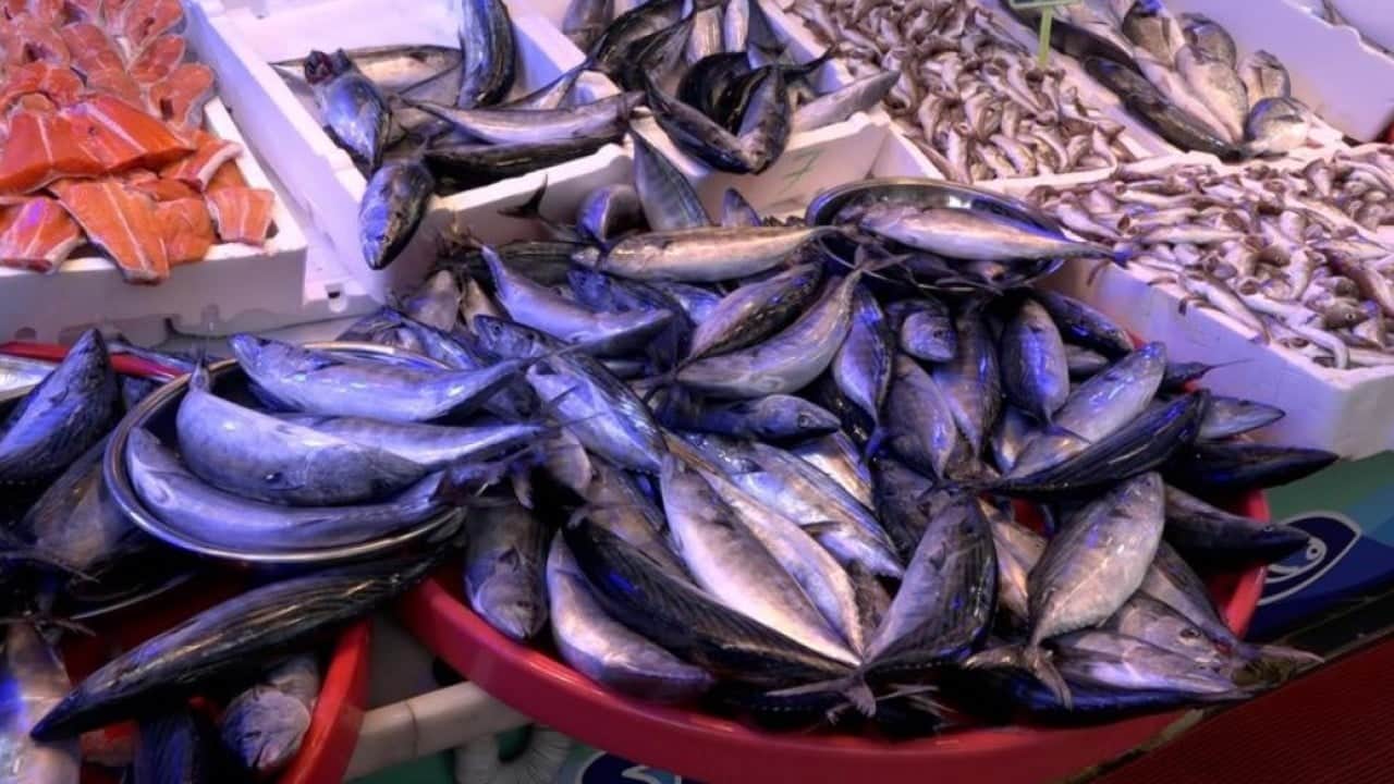 Foto - Palamut bolluğu tezgahlara bereket getirdi