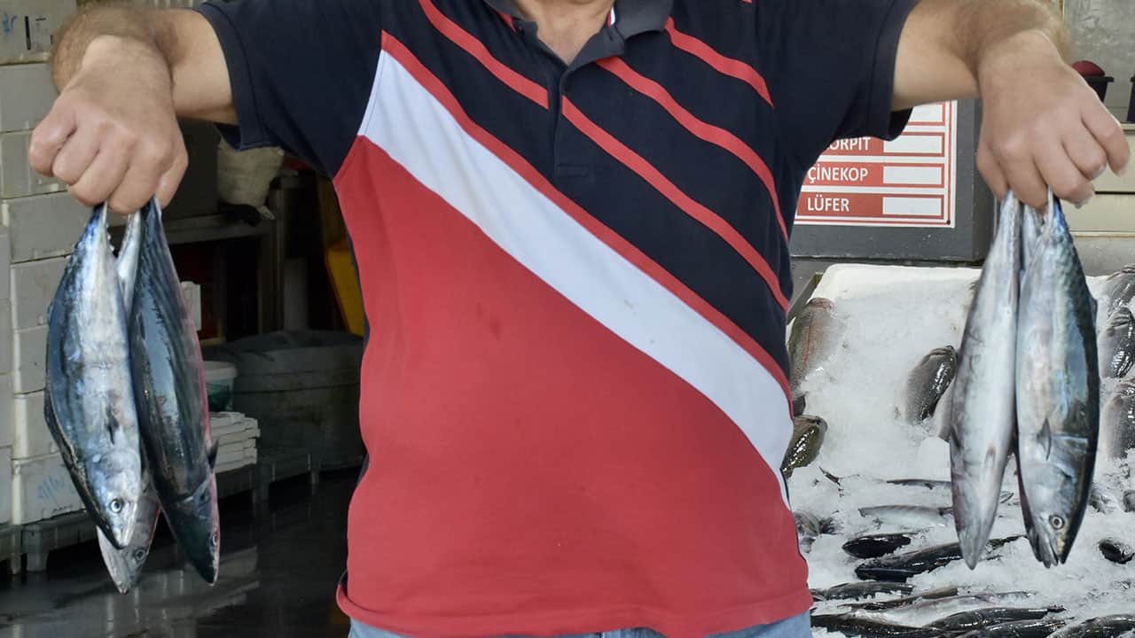 Foto - Palamut fiyatları yüz güldürdü! 'Daha da ucuzlayabilir'