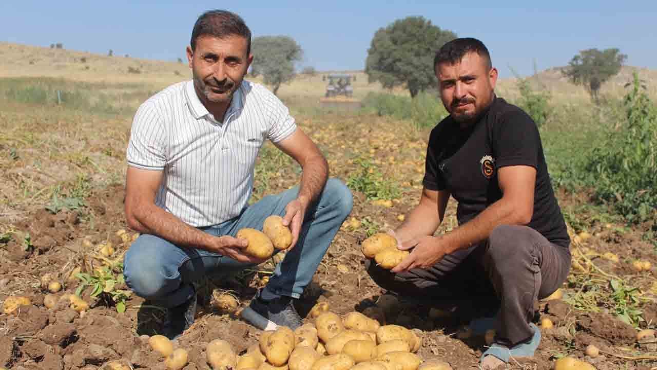 Foto - Patateste üretici fiyatı etikete yansımıyor: Tarladan çıkışı 10 lira markette satışı 40 lira