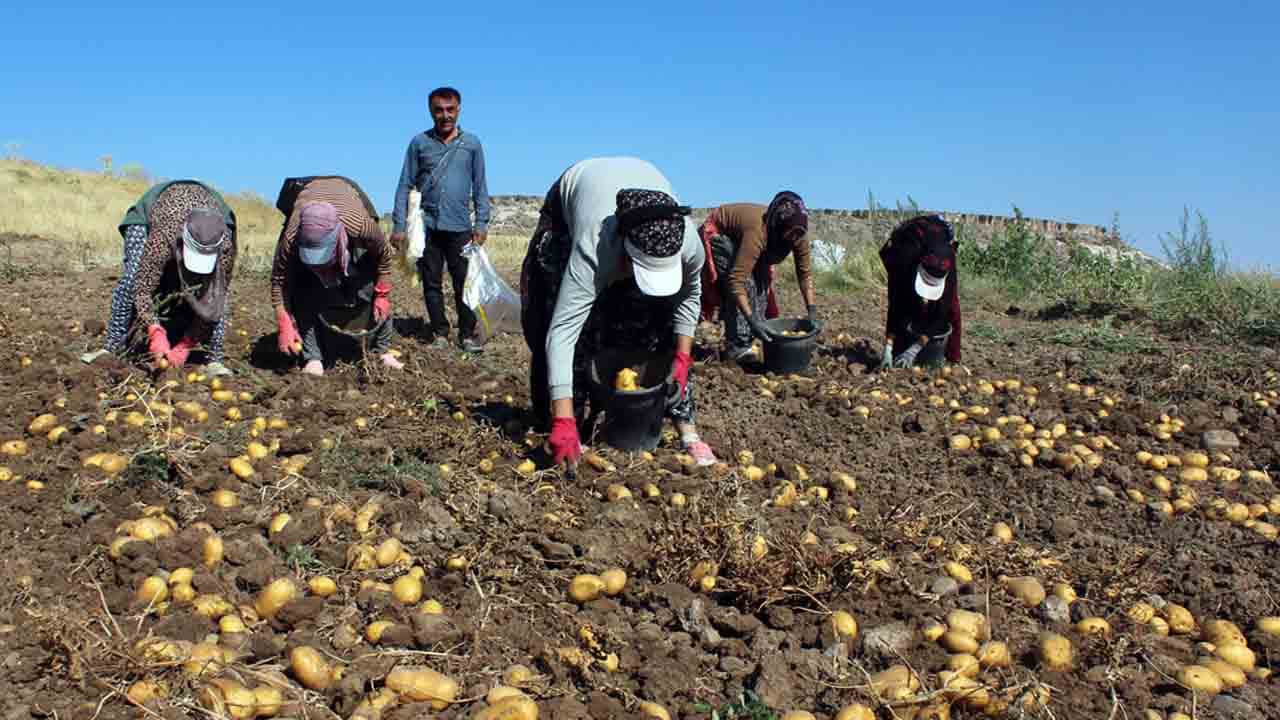 Foto - Patateste üretici fiyatı etikete yansımıyor: Tarladan çıkışı 10 lira markette satışı 40 lira