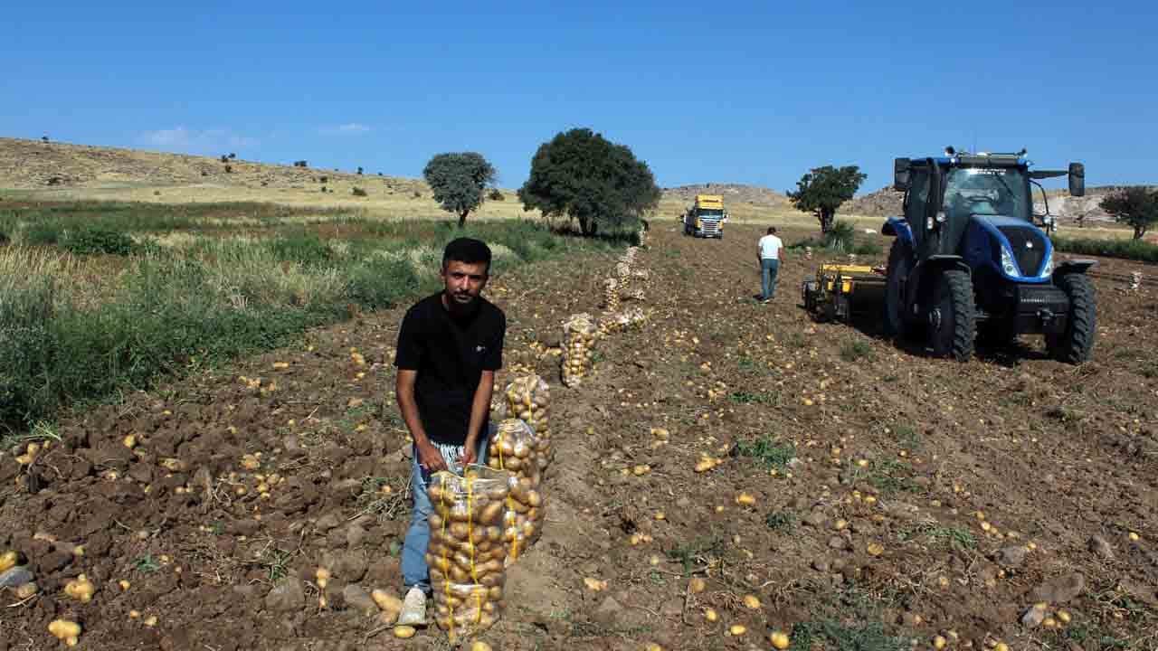 Foto - Patateste üretici fiyatı etikete yansımıyor: Tarladan çıkışı 10 lira markette satışı 40 lira