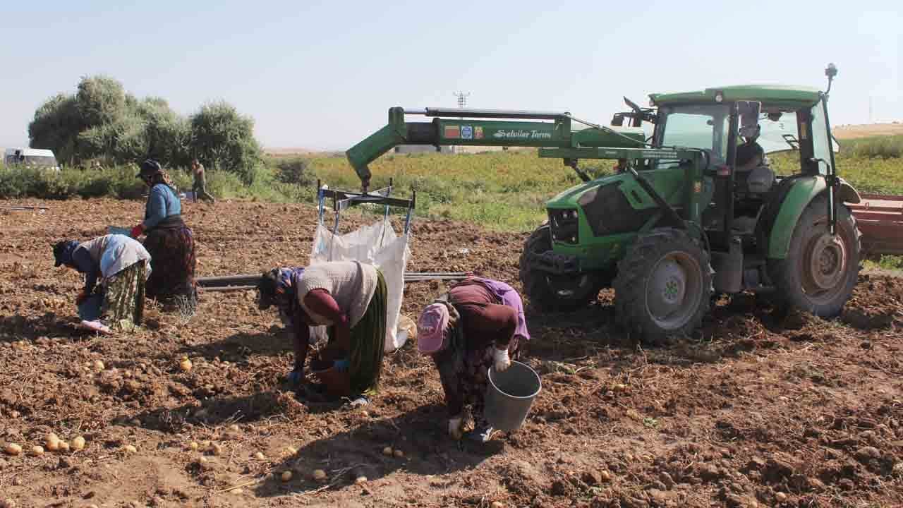 Foto - Patateste üretici fiyatı etikete yansımıyor: Tarladan çıkışı 10 lira markette satışı 40 lira