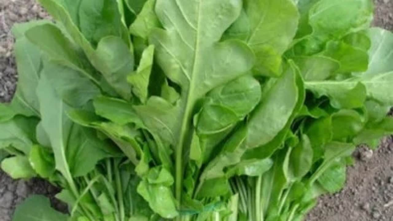 Foto - Pazar ve marketlerde 'peynir ekmek gibi' giden iki sebze için ürküten araştırma: Yemeyin