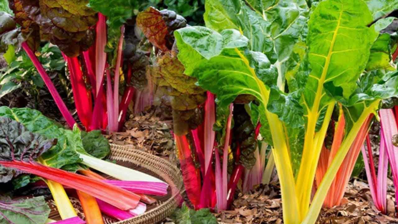 Foto - Pazar ve marketlerde 'peynir ekmek gibi' giden iki sebze için ürküten araştırma: Yemeyin