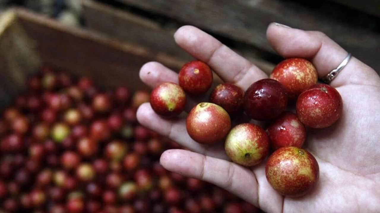 Foto - Portakaldan 60 kat daha fazla C vitamini içeriyor... Bilim insanları: Kilo vermeyi hızlandırıyor! İşe yarayabilir...