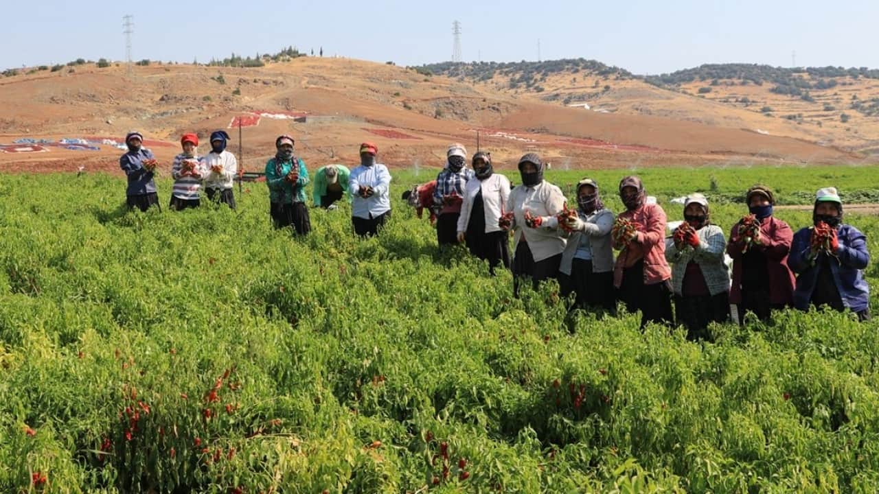 Foto - Rekolte bekleniyor! Kırmızı biber hasadı başladı