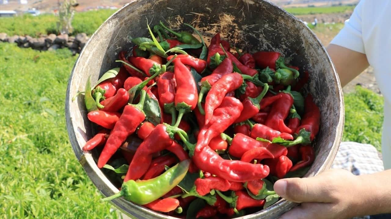 Foto - Rekolte bekleniyor! Kırmızı biber hasadı başladı