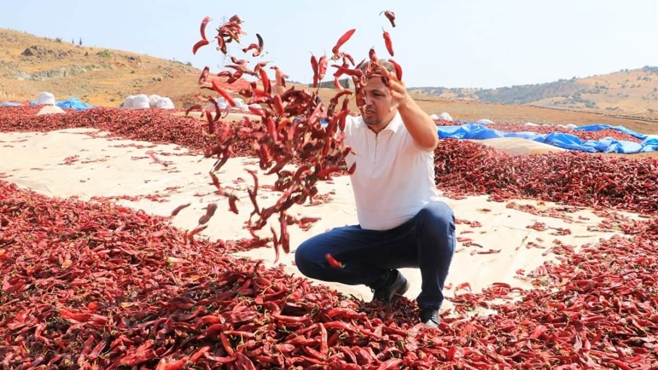 Rekolte bekleniyor! Kırmızı biber hasadı başladı