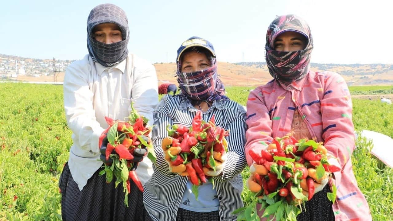 Foto - Rekolte bekleniyor! Kırmızı biber hasadı başladı