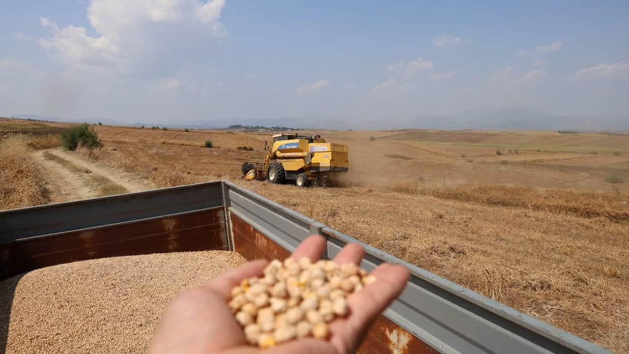 Foto - Rekolte patlaması yaşandı! Kilosu 100 TL’den peynir ekmek gibi kapışılıyor