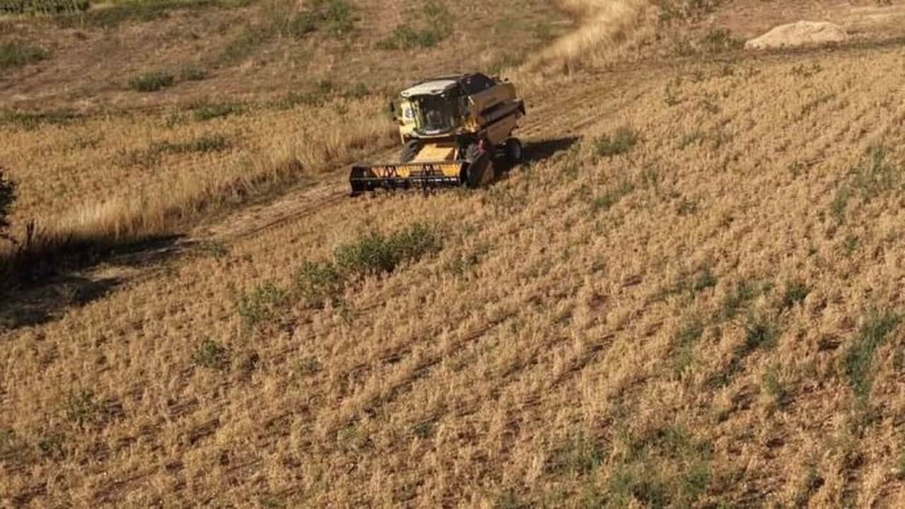 Foto - Rekolte patlaması yaşandı! Kilosu 100 TL’den peynir ekmek gibi kapışılıyor