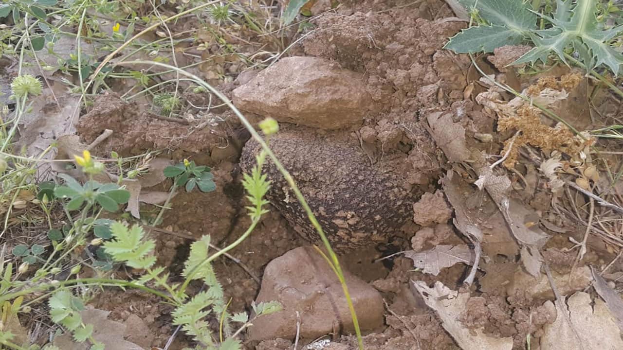 Foto - Resmen hazine buldular! Yer altında 22 ton tespit edildi: Kilosu 750 euro