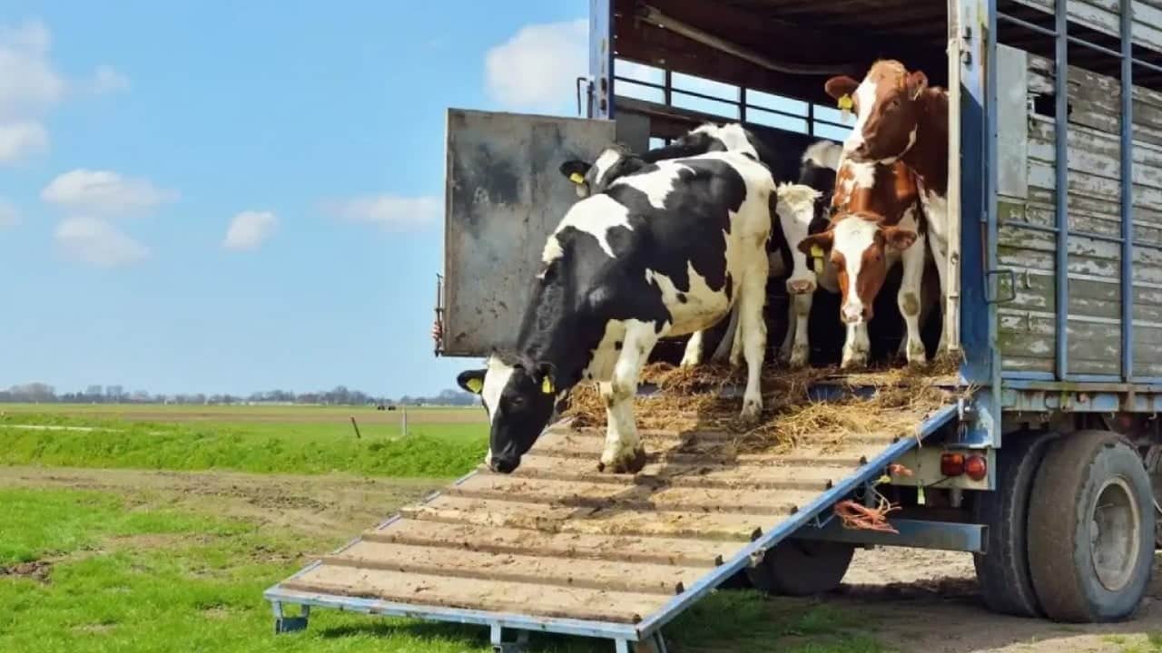 Foto - Resmi Gazete'de yayımlandı! Canlı hayvan nakil yönetmeliği değişti
