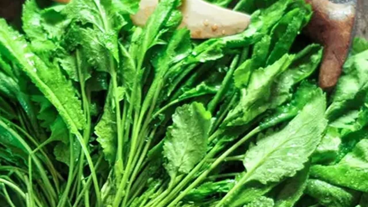 Foto - Roka binlerce yıllık efsane aroma: Hem nefes darlığına hem de sindirime iyi geliyor! Bu yöntem ile organik yetişiyor