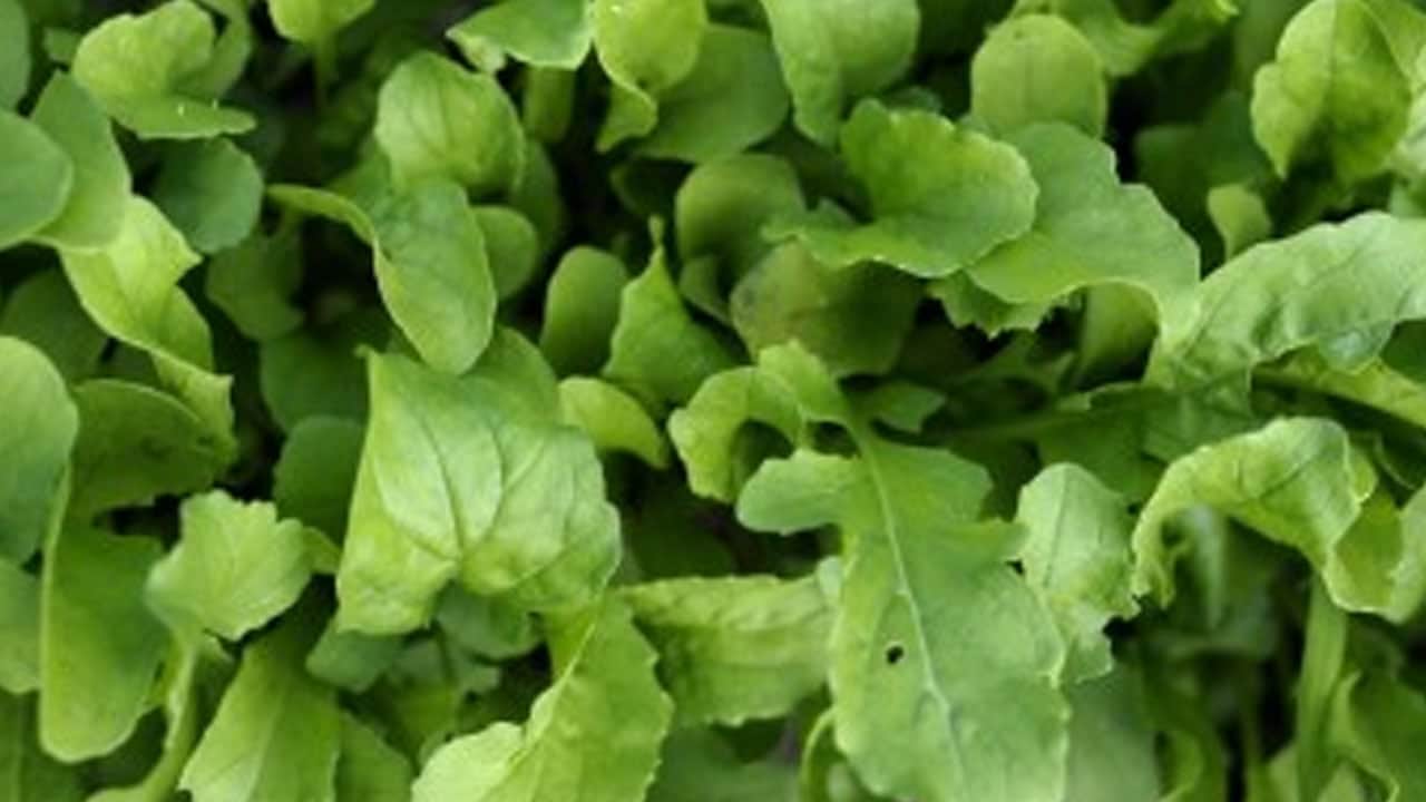 Foto - Roka binlerce yıllık efsane aroma: Hem nefes darlığına hem de sindirime iyi geliyor! Bu yöntem ile organik yetişiyor