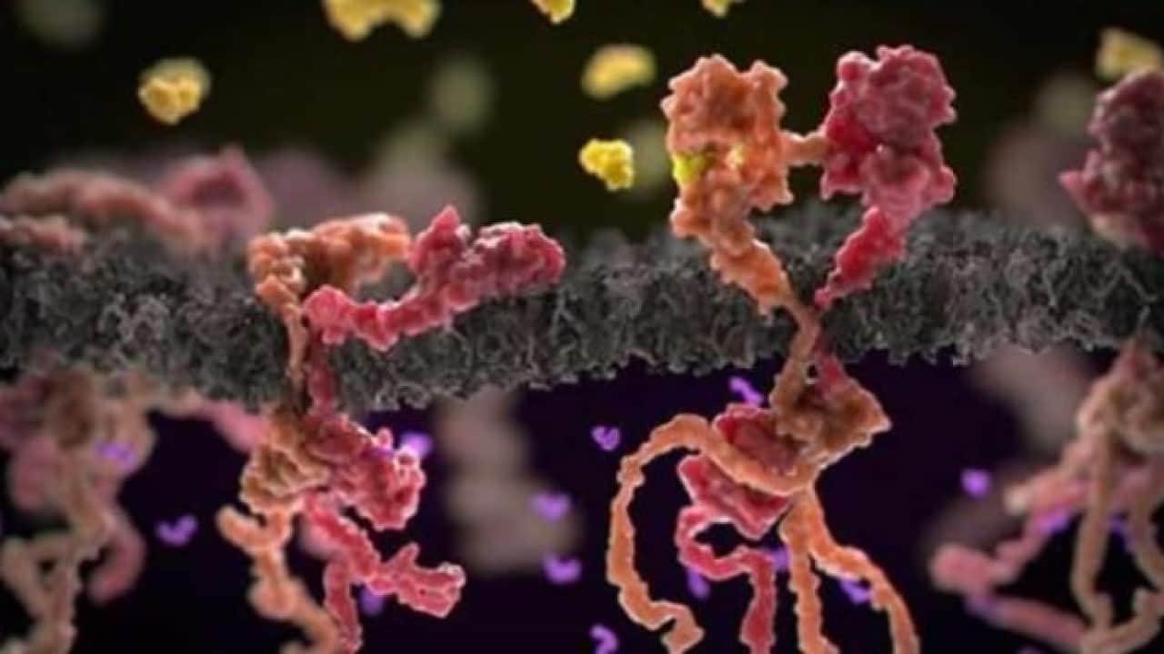 Foto - Roka ve pazıyla ilgili kafaları karıştıran soru: Kanser riskini artırıyor mu?