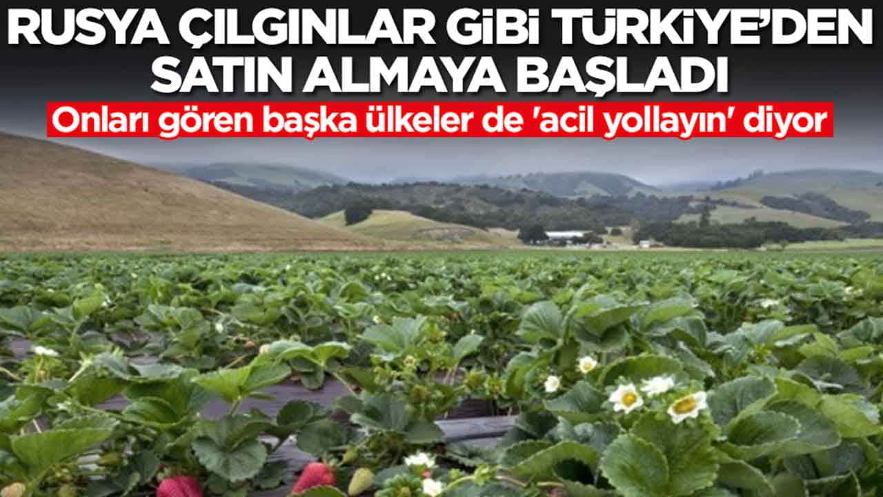 Rusya çılgınlar gibi Türkiye'den satın almaya başladı: Onları gören başka ülkeler de 'acil yollayın' diyor