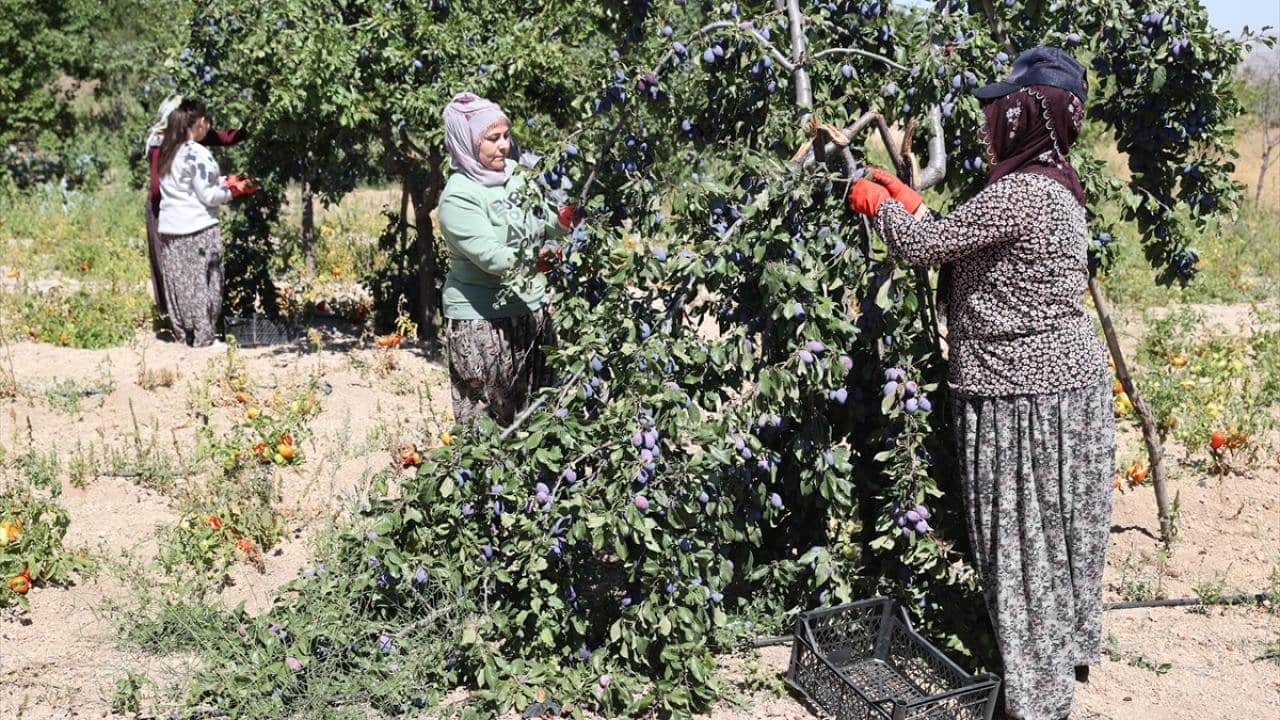 Foto - Sadece 335 nüfuslu köy, Türkiye’nin üretim üssü oldu: 81 ilden vızır vızır geliyor, tonlarcası Japonya’ya gidiyor