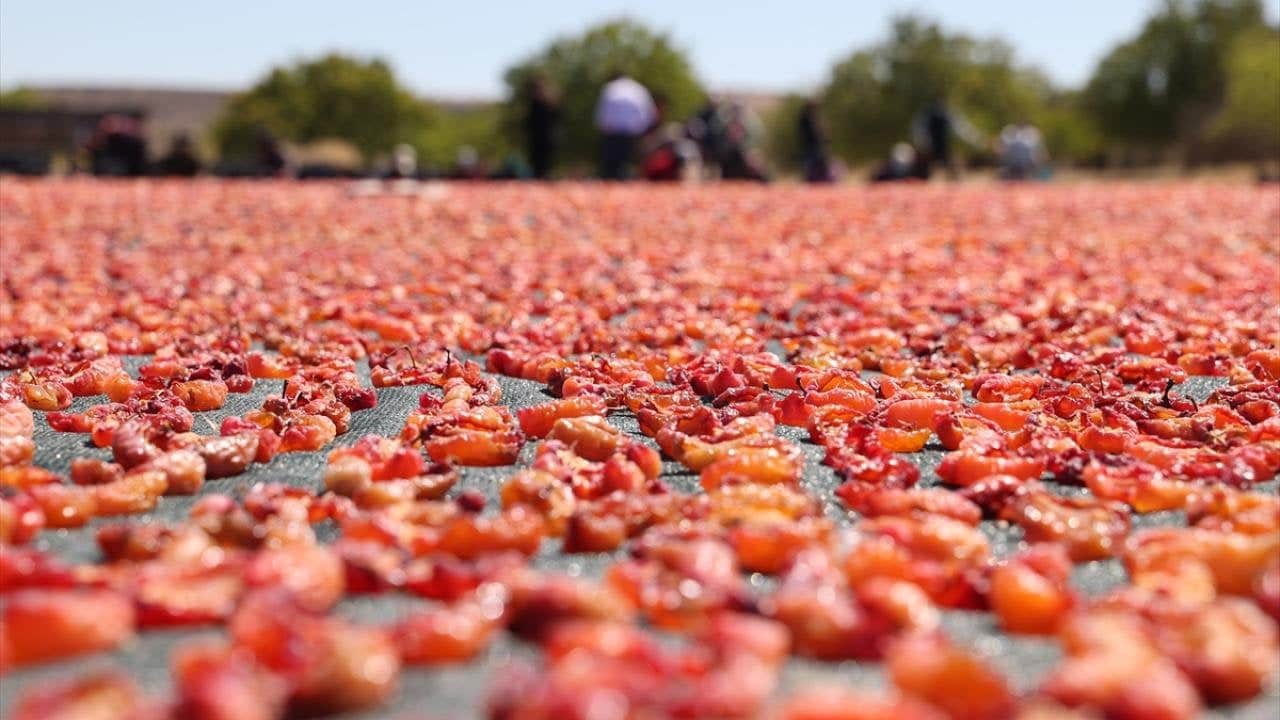 Foto - Sadece 335 nüfuslu köy, Türkiye’nin üretim üssü oldu: 81 ilden vızır vızır geliyor, tonlarcası Japonya’ya gidiyor