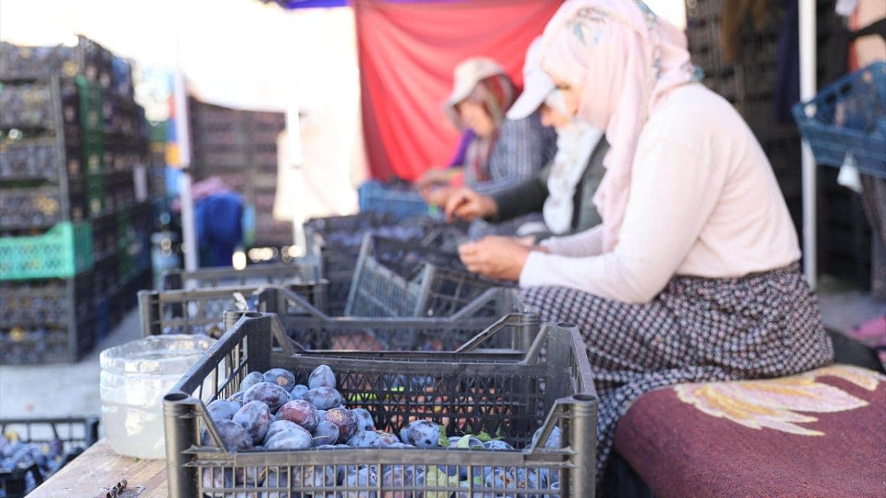 Foto - Sadece 335 nüfuslu köy, Türkiye’nin üretim üssü oldu: 81 ilden vızır vızır geliyor, tonlarcası Japonya’ya gidiyor