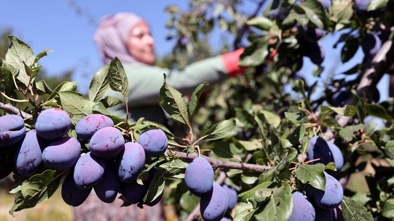 Foto - Sadece 335 nüfuslu köy, Türkiye’nin üretim üssü oldu: 81 ilden vızır vızır geliyor, tonlarcası Japonya’ya gidiyor