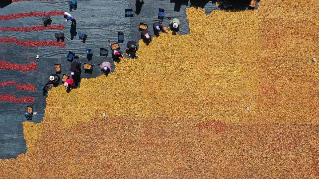 Sadece 335 nüfuslu köy, Türkiye’nin üretim üssü oldu: 81 ilden vızır vızır geliyor, tonlarcası Japonya’ya gidiyor