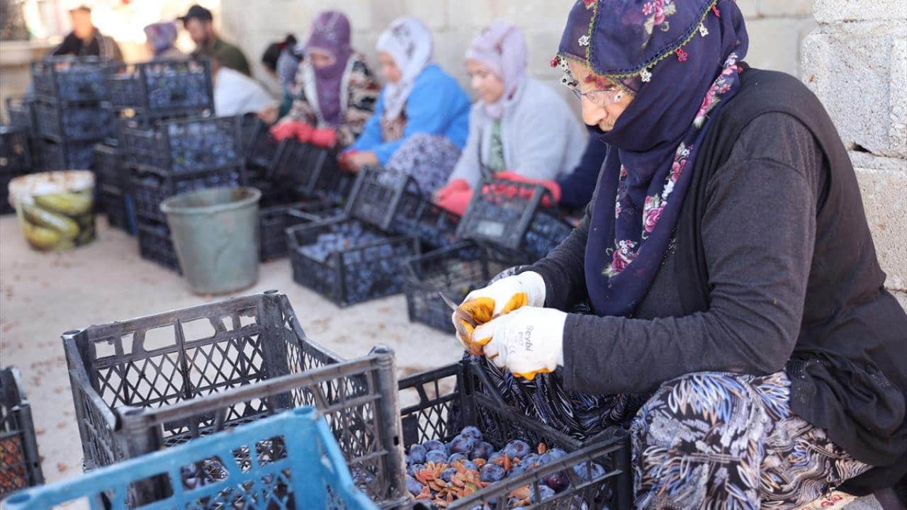 Foto - Sadece 335 nüfuslu köy, Türkiye’nin üretim üssü oldu: 81 ilden vızır vızır geliyor, tonlarcası Japonya’ya gidiyor