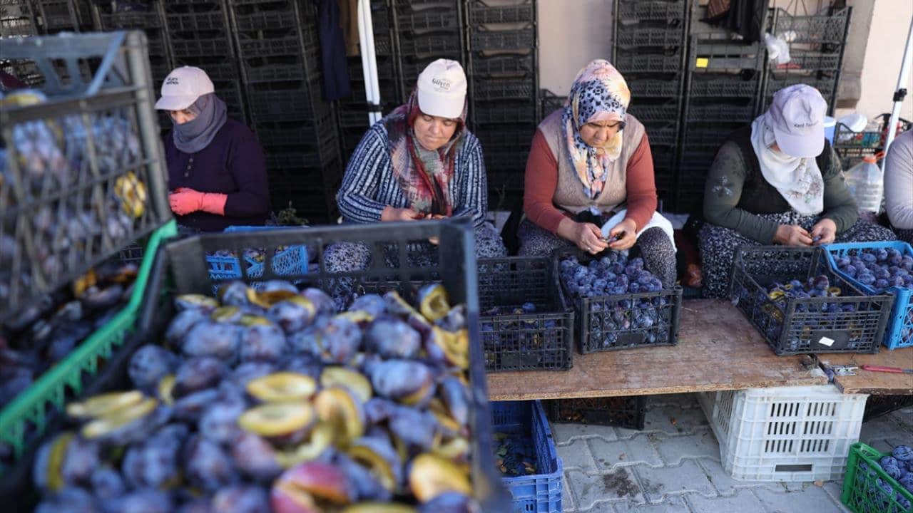 Foto - Sadece 335 nüfuslu köy, Türkiye’nin üretim üssü oldu: 81 ilden vızır vızır geliyor, tonlarcası Japonya’ya gidiyor