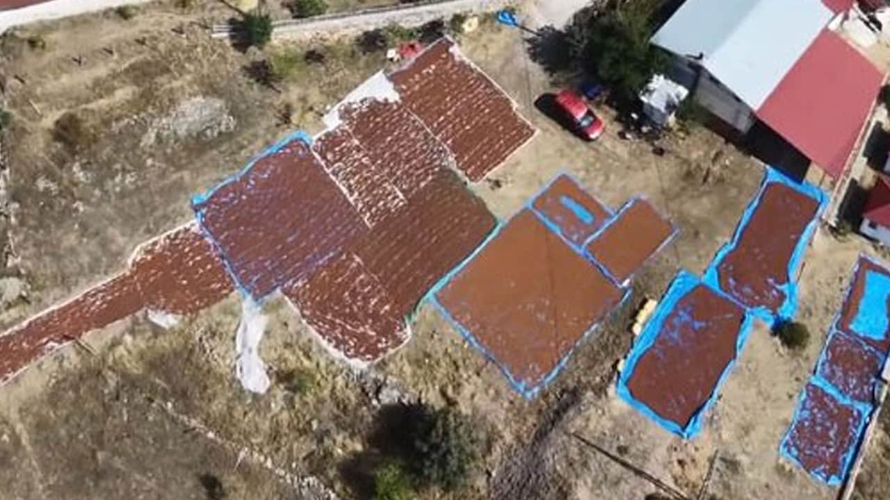 Foto - Sahilde 10 günde kuruyor, burada 2 gün yetiyor! Fındık üreticisi güneşin peşine düştü