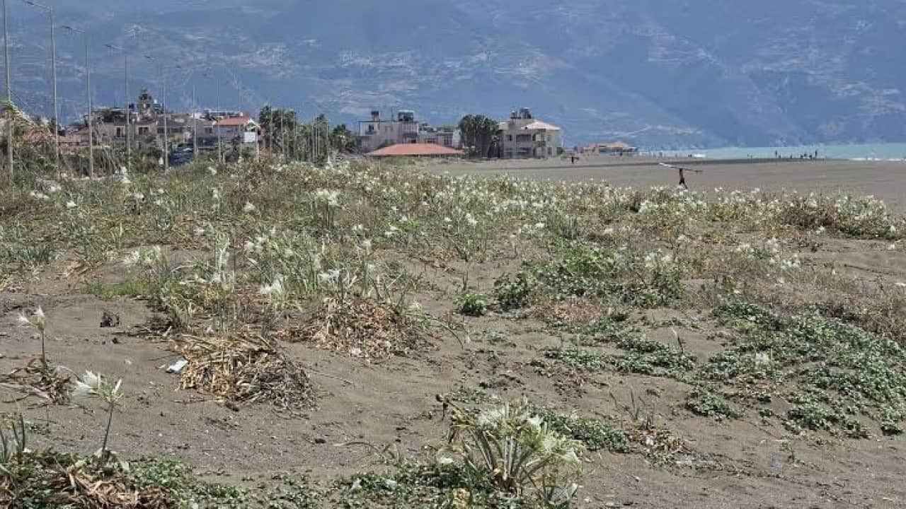 Foto - Sahili kum zambakları süsledi! Koparanı 700 bin TL ceza bekliyor